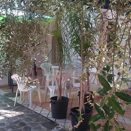 Salentiggiano Ulivi Corsano (Apulia)