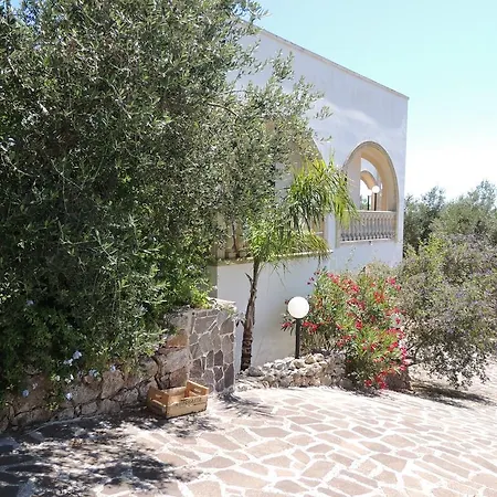 Salentiggiano Ulivi Corsano (Apulia)